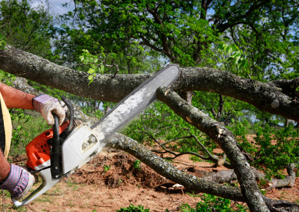 Reliable Fairfax, IA Tree Services Solutions